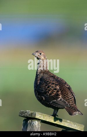 Birkhuhn at Tetrix weiblich auf Zaunpfosten Perthshire Vereinigtes Königreich Stockfoto