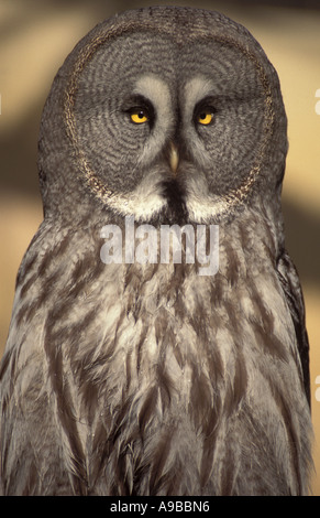 Große graue Eule Strix Nebulosa USA Stockfoto