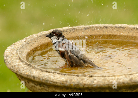 Haussperling Passer Domesticus Männchen im Garten Vogelbad Inverness-Shire-Hochland Vereinigtes Königreich Stockfoto