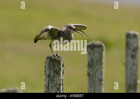 Regenbrachvogel Numenius Phaeopus Aufruf Unst Shetland Northern Isles Vereinigtes Königreich Stockfoto