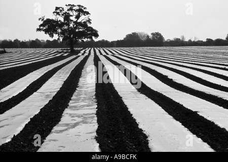 Maispflanzen unter Plastikplanen Wärme zurückhalten und fördern schnelle Groth Southern England UK Stockfoto