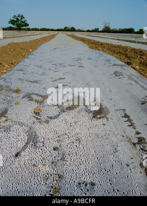 Maispflanzen unter Plastikplanen Wärme zurückhalten und fördern schnelle Groth Southern England UK Stockfoto