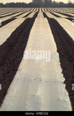 Maispflanzen unter Plastikplanen Wärme zurückhalten und fördern schnelle Groth Southern England UK Stockfoto