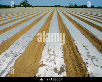 Maispflanzen unter Plastikplanen Wärme zurückhalten und schnelles Wachstum zu fördern. Süd-England UK Stockfoto