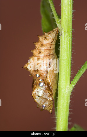 Silber gewaschen Fritillary Schmetterling Puppen Argynnis Paphia Vereinigtes Königreich Stockfoto