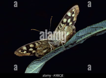 Gesprenkelte Holz Schmetterling Parage Aegeria Kopf auf, die Augen und Antennen Vereinigtes Königreich Stockfoto