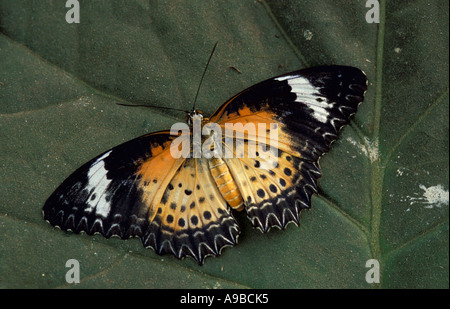 Rot Florfliege Schmetterling Cethosia Biblis weibliche Malaysia Stockfoto