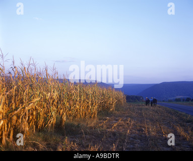 AMISCHE JÜNGLINGE MIT PFERDEN LAMAR PENNSYLVANIA USA Stockfoto