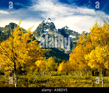 Espe Bäume zeigen ihre Herbstfarben unter den hoch aufragenden Präsenz der Teton Berge im Grand Teton National Park in Wyoming Stockfoto