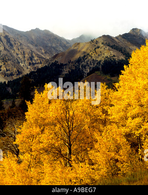 Aspen trees in glorious Autumn colors set off the towering peaks in the Sawtooth National Recreation Area of Idaho Stockfoto