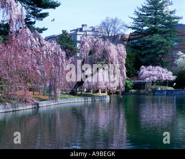 FRÜHLING BLÜTEN JAPANISCH HILL UND TEICH GARTEN BROOKLYN BOTANICAL GARDEN IN NEW YORK CITY USA Stockfoto