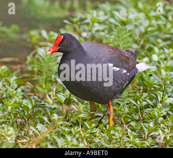 Gemeinsamen Teichhuhn Alae Ula Gallinula Chloropus sandvicensis Stockfoto