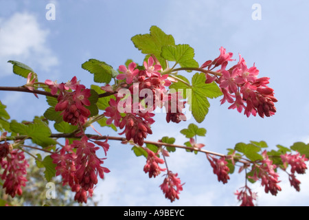 Zier-Johannisbeere. Ribes Sanguineum. Ribes Sanguinium. Roter Strom. Blumen. Blauer Himmel. Englischer Garten. UK Stockfoto