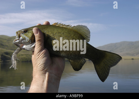 Ein Schwarzbarsch gefangen in Brownlee Reservoir Brownlee Reservoir eine Aufstauung am Snake River grenzt an Oregon und Id Stockfoto