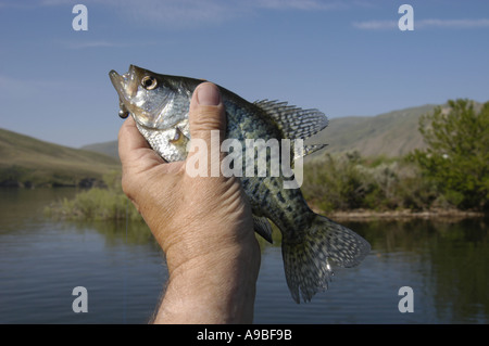 Ein schwarzer Crappie gefangen in Brownlee Reservoir Brownlee Reservoir eine Aufstauung am Snake River grenzt an Oregon und Id Stockfoto