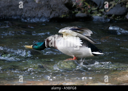 Stockente Drake, Anas Platyrhynchos, zeigt aggressives Verhalten in der Mitte eines Baches. Stockfoto