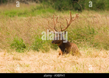 Roosevelt Bull Elk ruhen in der Dean Creek Elch Anzeigebereich östlich von Reedsport, Oregon. Stockfoto