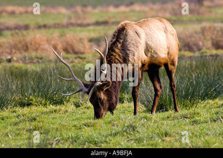 Roosevelt Stier Elch grasen auf der Bildfläche östlich Reedsport Oregon Dean Creek-Elch. Stockfoto