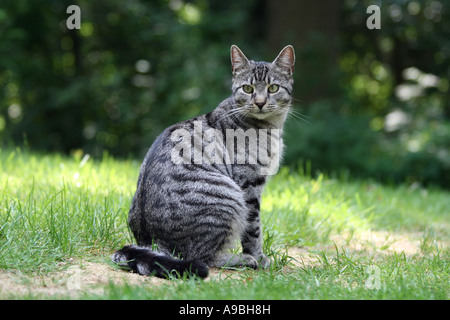 Katze im Garten - Felis catus Stockfoto