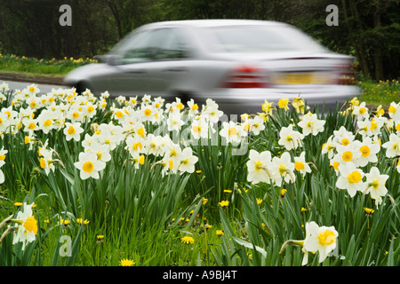 Narzissen im Frühjahr mit Fahrzeug oder Auto vorbeifahren mit Geschwindigkeit Stockfoto