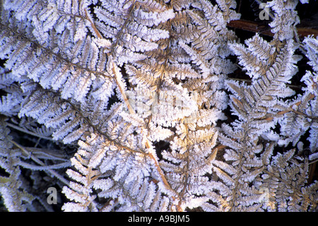 Farn Blätter mit Winter Raureif bedeckt Stockfoto