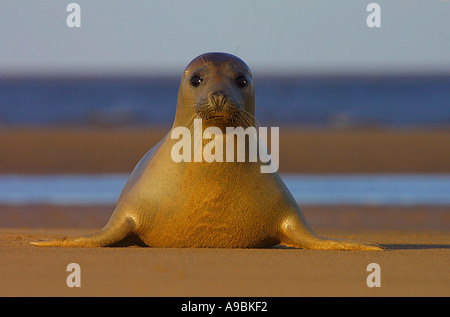 Kegelrobben Halichoerus grypus Stockfoto