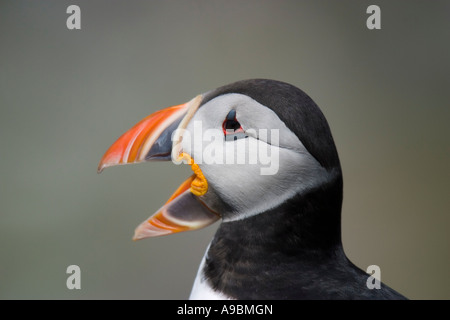 Close-up Portrait der Papageitaucher (Fratercula Arctica) Berufung Stockfoto