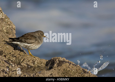 Meerstrandläufer (Calidris Maritima) auf Felsen mit brechenden Wellen Stockfoto