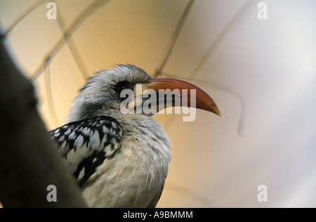 Rot-billed Hornbill (Tockus Erythrorhynchos) Stockfoto