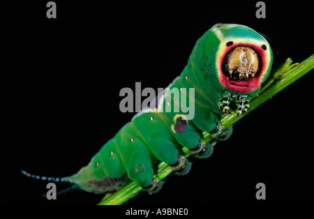 Puss Moth Raupe, Cerura Vinula Stockfoto