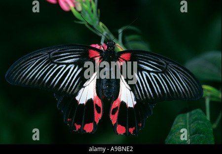 Scharlachroter Schwalbenschwanz Papilio rumanzovia Stockfoto