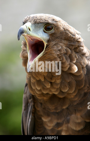 Schöne Adler Stockfoto