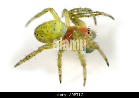 Gurke Spinne, Araniella Cucurbitina auf weißem Hintergrund Stockfoto