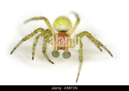 Gurke Spinne, Araniella Cucurbitina auf weißem Hintergrund Stockfoto