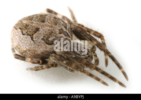 Weibliche Larinioides Sclopetarius Spinne auf weißem Hintergrund, Trivialname ist Brücke Spinne. Stockfoto