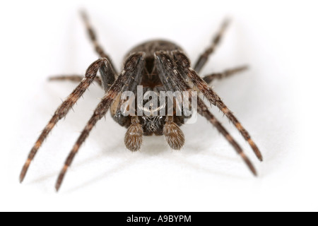 Männliche Larinioides Sclopetarius Spinne auf weißem Hintergrund Stockfoto