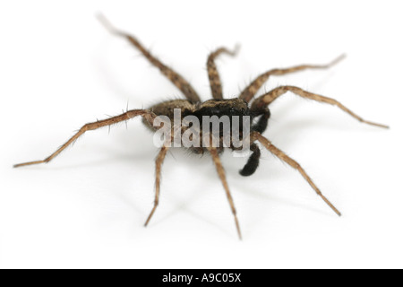 Männliche Pardosa Agricola, eine Wolfsspinne, Familie Lycosidae, auf weißem Hintergrund Stockfoto