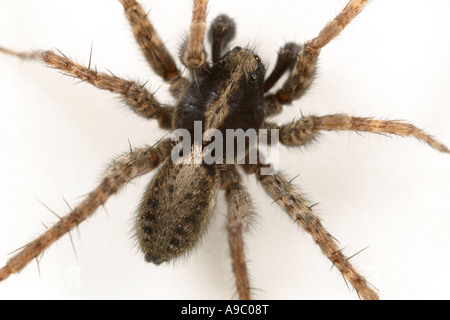 Männliche Pardosa Agricola, eine Wolfsspinne, Familie Lycosidae, auf weißem Hintergrund Stockfoto