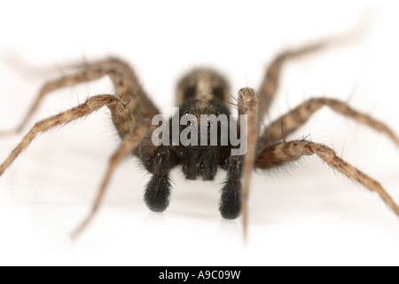 Männliche Pardosa Agricola, eine Wolfsspinne, Familie Lycosidae, auf weißem Hintergrund Stockfoto