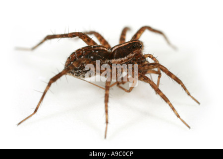 Pardosa Palustris, eine Wolfsspinne, Familie Lycosidae, auf weißem Hintergrund, die immer noch mit seiner beten Stockfoto