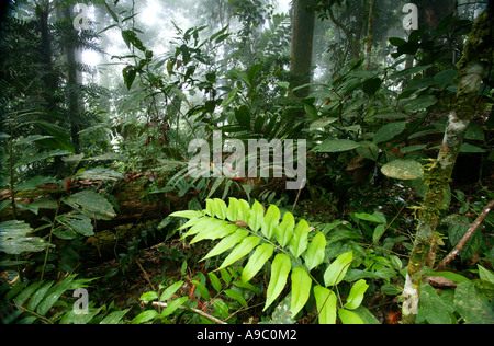 Üppigen Regenwald in den Bergen Pirri, Nationalpark Darien, Darien Provinz, Republik von Panama. Stockfoto