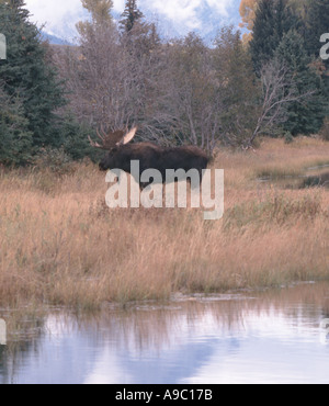 Ein Stier Elch-Alces Alces zeigt Beweidung in dem Sumpfgebiet von einem Biber Teich während der Herbst-Saison Stockfoto