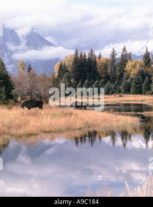 Einen Bullen und eine Kuh Elch-Alces Alces erscheinen Beweidung in dem Sumpfgebiet von einem Biber Teich während der Herbst-Saison Stockfoto