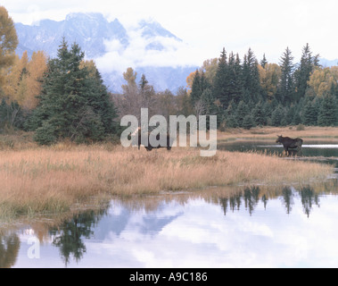 Einen Bullen und eine Kuh Elch-Alces Alces erscheinen Beweidung in dem Sumpfgebiet von einem Biber Teich während der Herbst-Saison Stockfoto