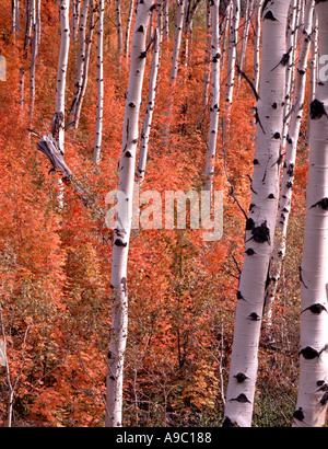 Espe Bäume umgeben mit tiefroten Unterholz während der Herbstsaison Farbe in Wyoming Stockfoto