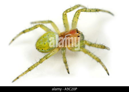 Gurke Spider Araniella Cucurbitina auf weißem Hintergrund Stockfoto