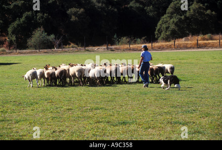 Schafe hüten Trial in Nordkalifornien weibliche Handler Border Collie Hund Stockfoto