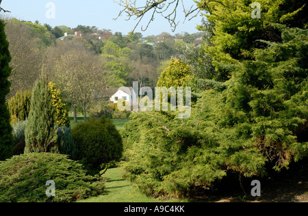 Die Pinien Garten, St. Margarets Bay, Kent Stockfoto