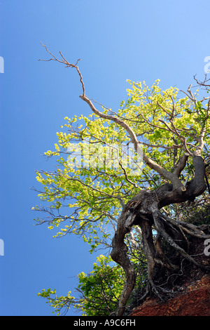 Baum wächst auf erodierten Küstenlinie Stockfoto