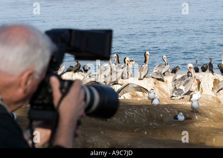 Fotografen fotografieren Seevögel Stockfoto